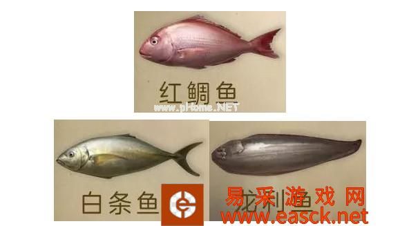 《明日之后》8月15日新增鱼种汇总 