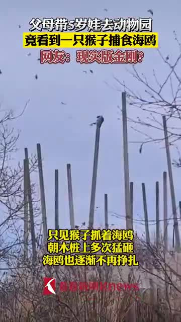 猴子爬高徒手抓海鸥吃 父母带娃游园却见这一幕