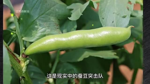 庄先森解说：游戏中的植物VS现实中的植物！你觉得哪个好看？