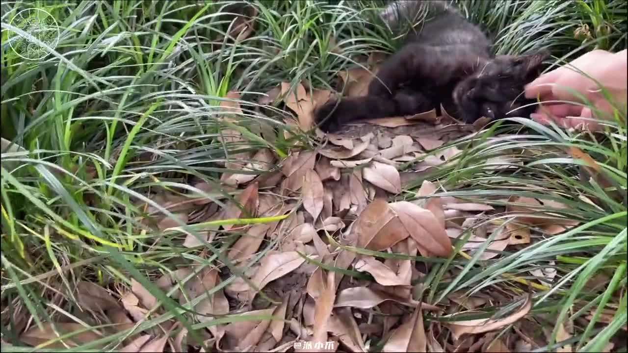 我变秃了 也变强了
