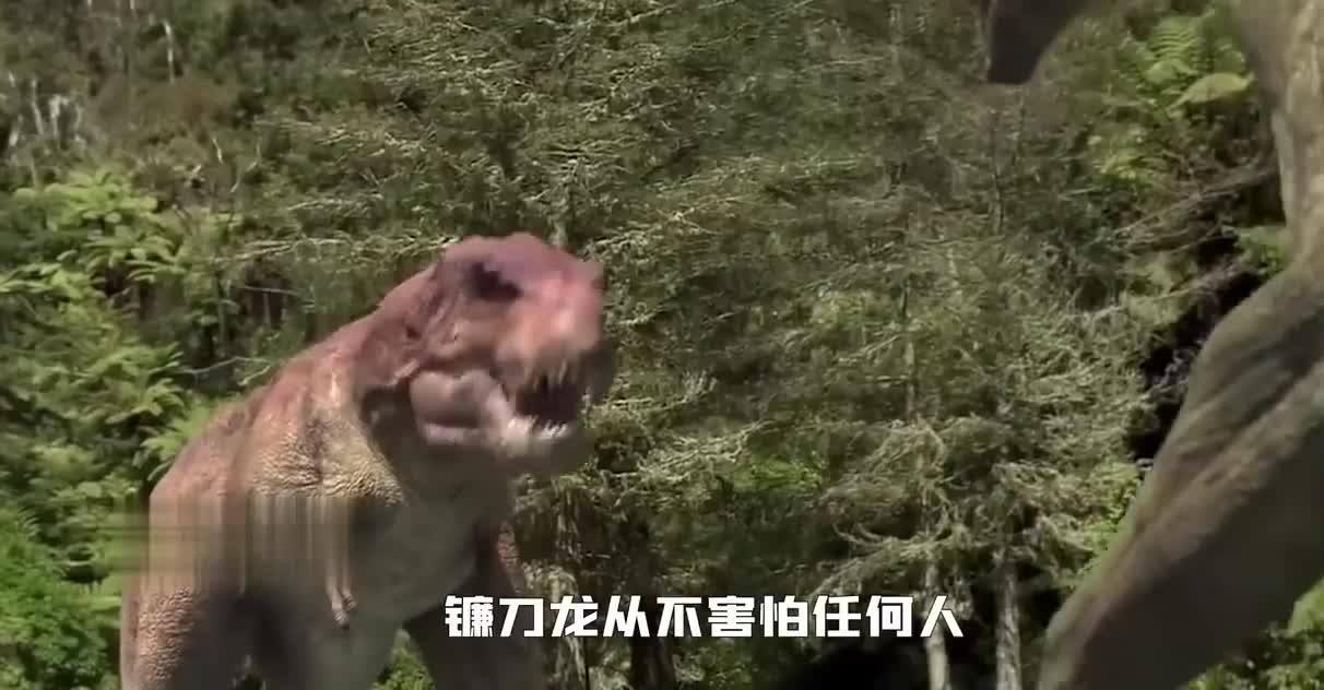 “迷你”霸王龙对战三角龙，大战在所难免，弱者会有什么下场？