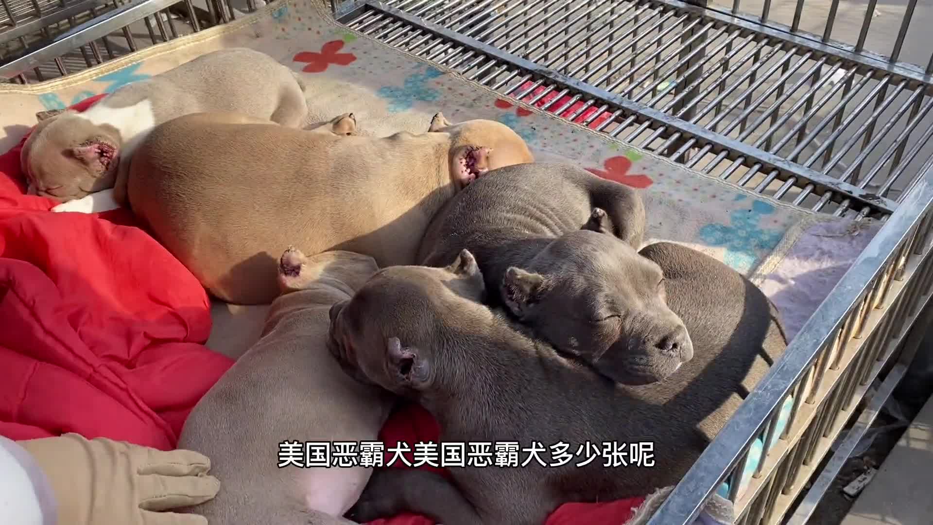 曾经的王者，无人问津