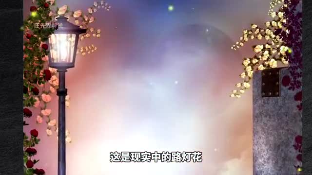游戏里PK现实中！提问：大嘴花长啥样？