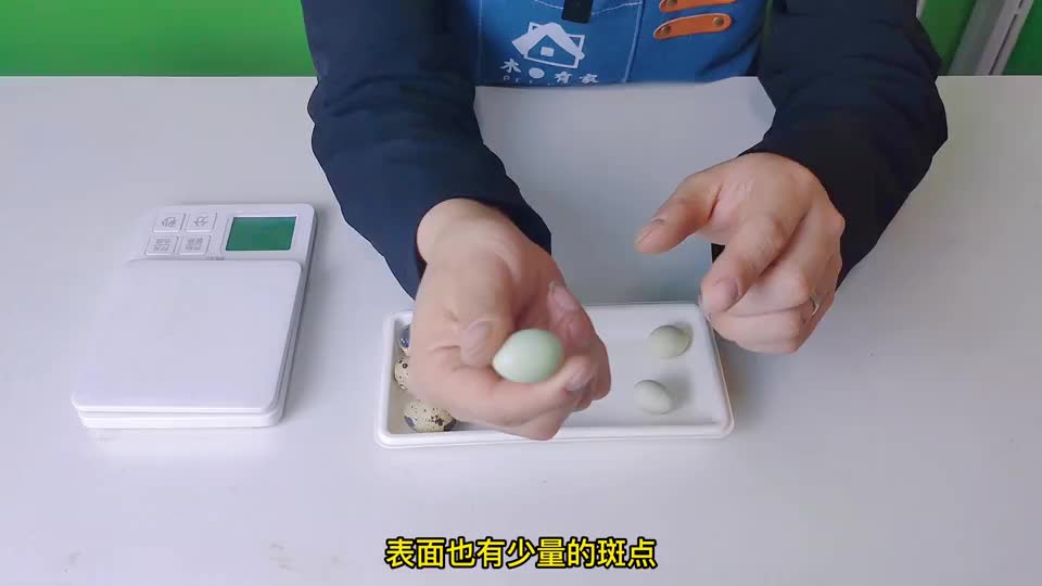 能把巨型鹌鹑的优点传给芦丁鸡，那就完美了