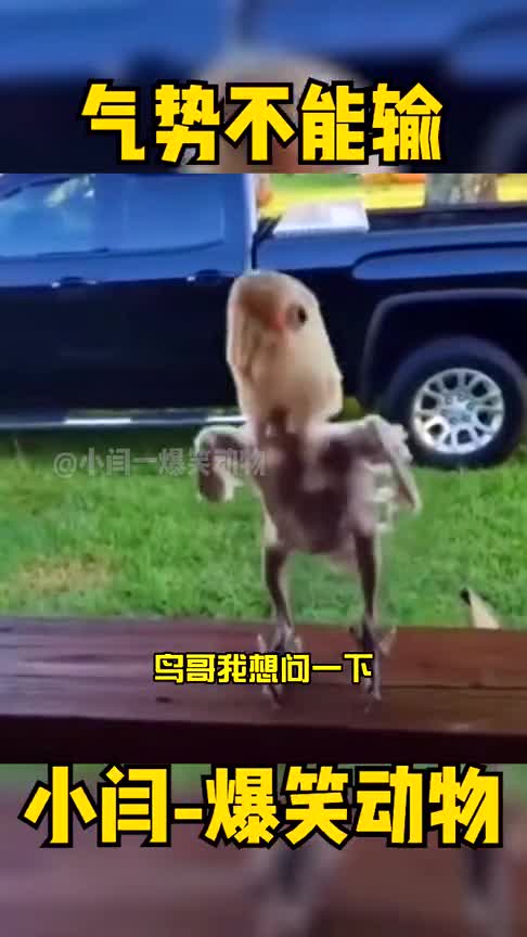 没实力，还爱叫嚣