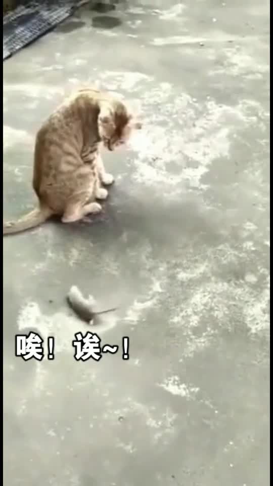 猫和老鼠现实版之：老鼠的si亡回旋逃跑法