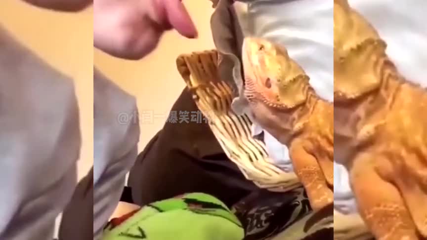 网络喷子现状：互喷