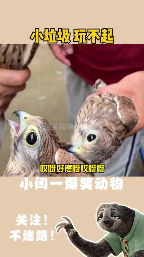 小垃圾你搞突袭你玩不起你不敢跟我正面对抗
