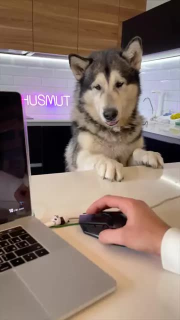 来自HUSMUT #CSGO #哈士奇