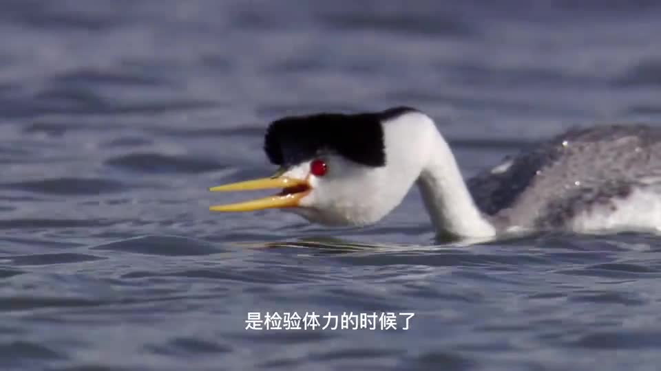 这才是真正的双宿双飞