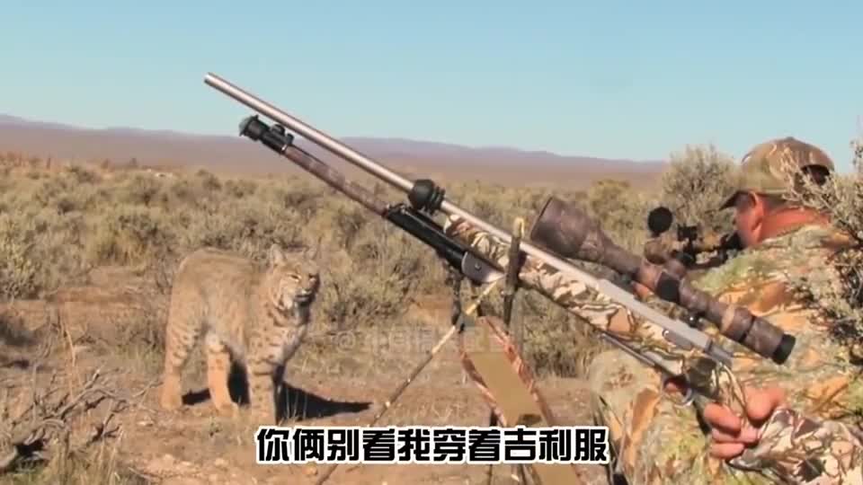猞猁这个才叫吃鸡！