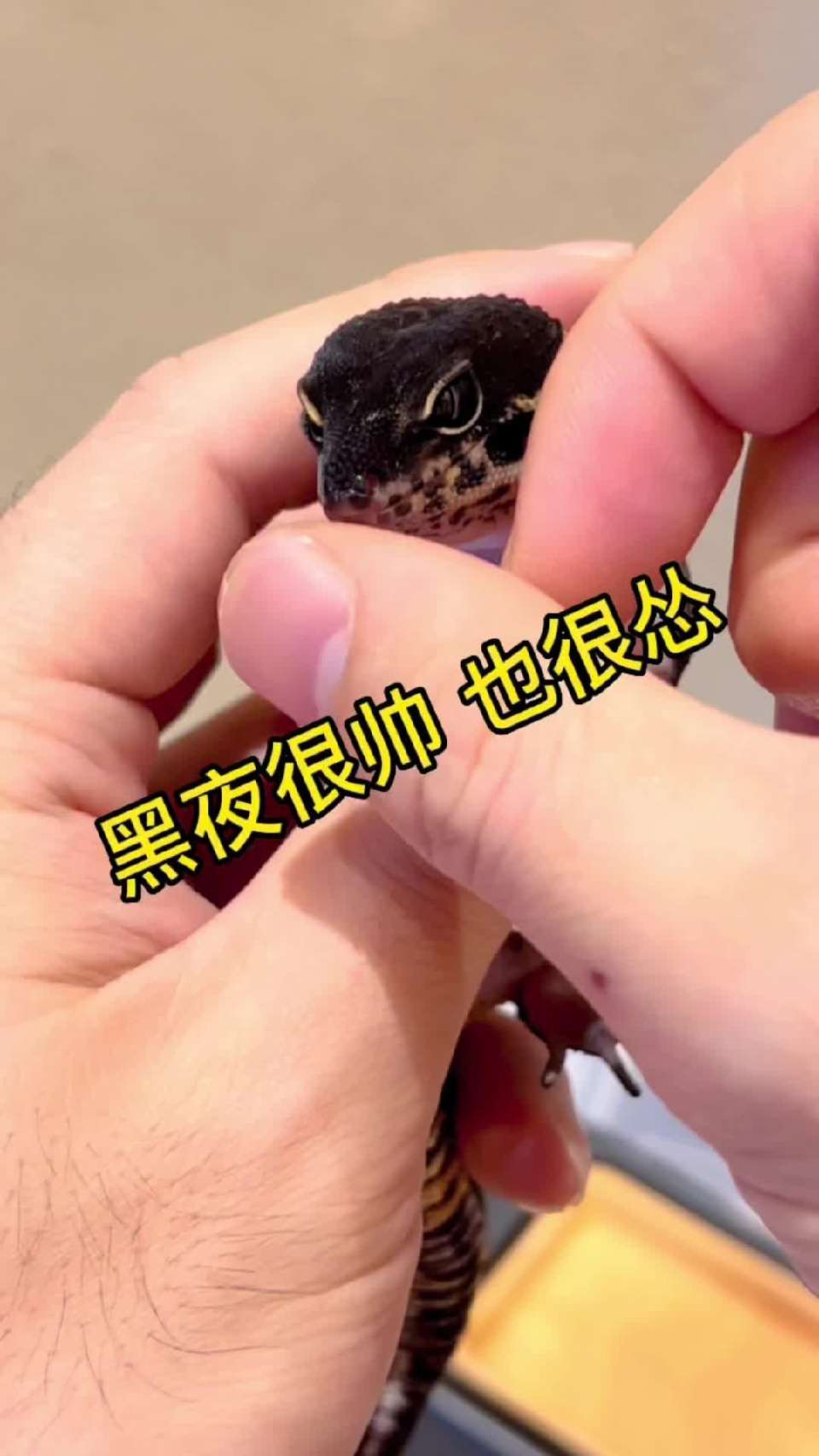 黑夜和妲己的第一次相亲……