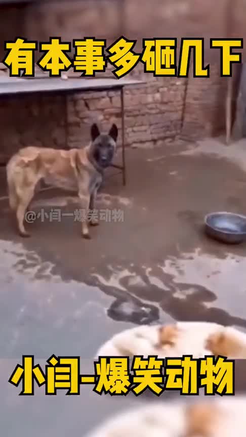 有本事你多砸我几下！