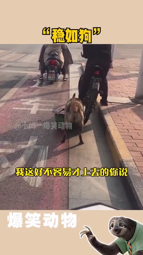 这就是传说中的“稳如狗”