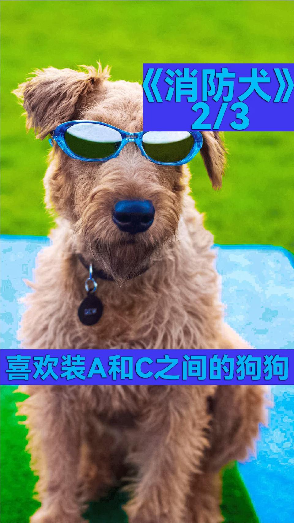 都闪开，这条狗狗要开始装了