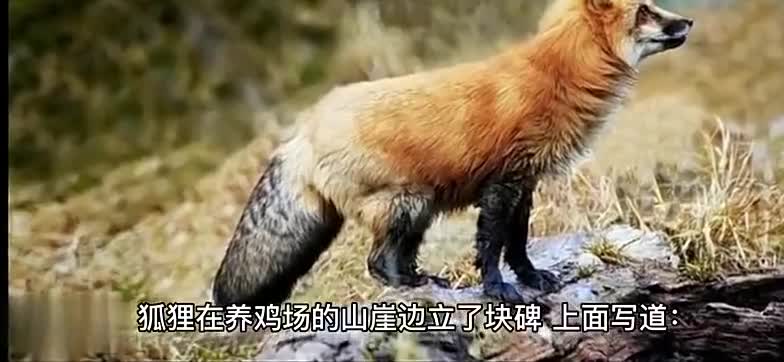 当下最适合的模式，哪一种适合自己，调整策略还是自己
