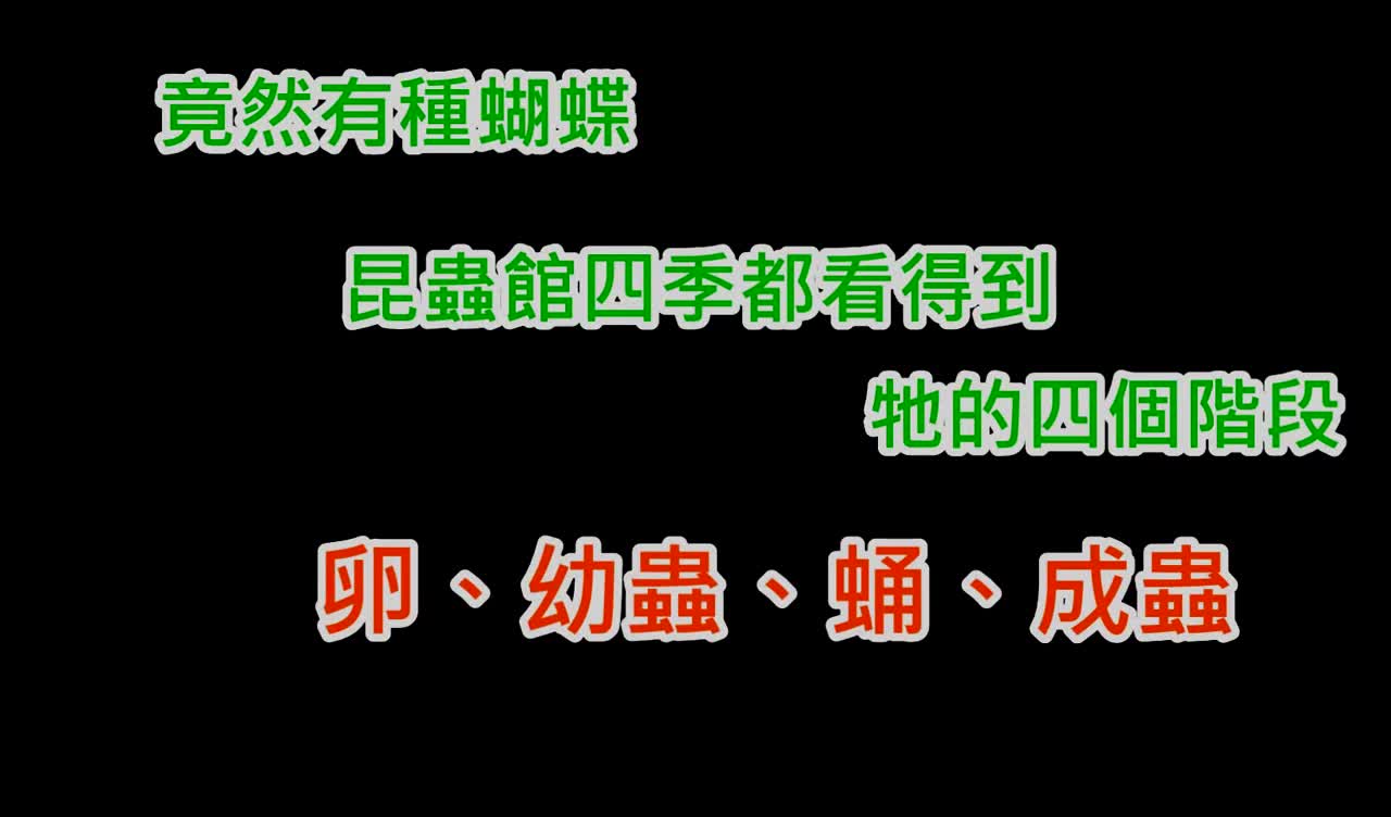 保育员杠上蚂蚁军团，抢救枯叶蝶大作战
