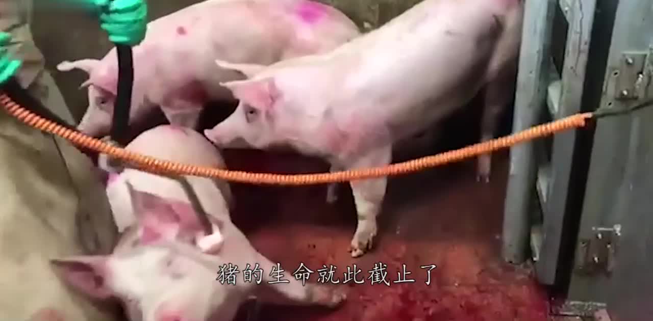 人道屠宰！高压气枪瞬间“压杀”，二师兄没有痛苦走得很安详！