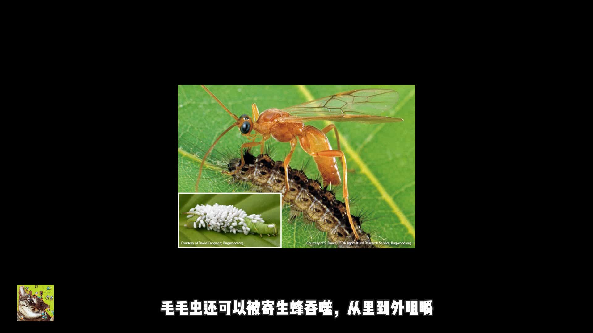 寄生蜂：恐怖电影般的操作，从宿主体内破体而出