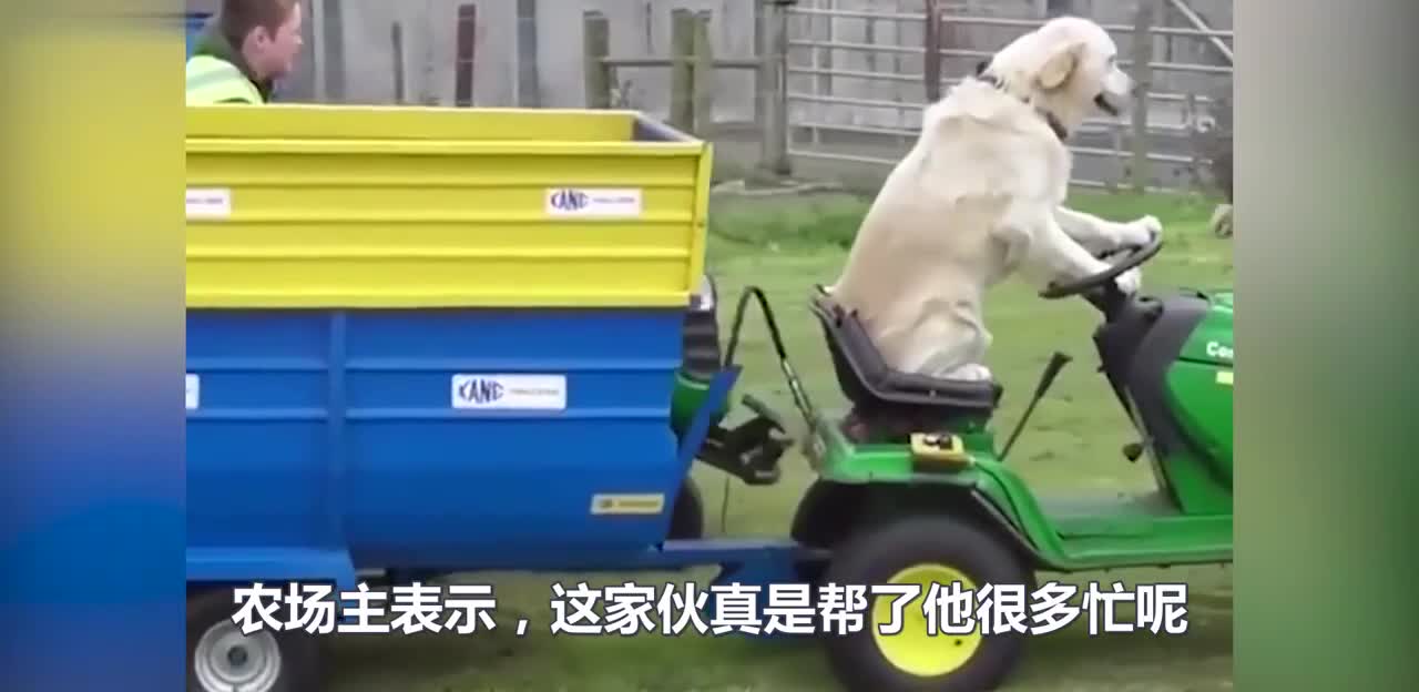 男子酷爱跳水，狗狗非要跟着学，网友：厉害了我的狗