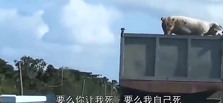 200斤大肥猪，卡车上上演“绝地求生”还能活吗？