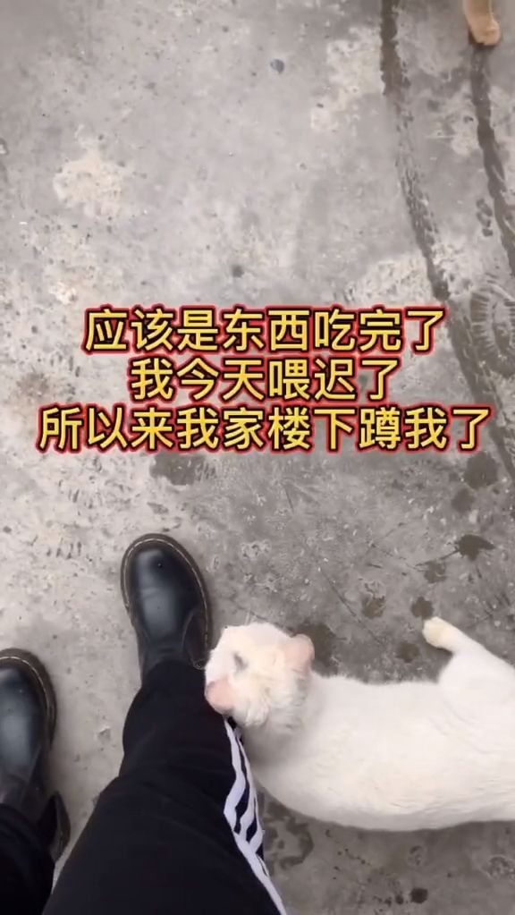 小白说也没什么能回报的 你的皮鞋我全包啦