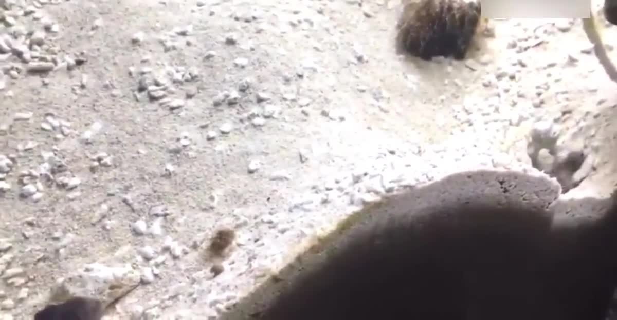 哈哈哈哈 两只傻碉鱼在互喷, 还是回合制的