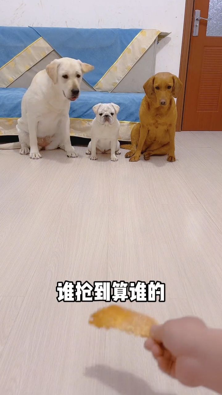 抢跑能再明显点吗