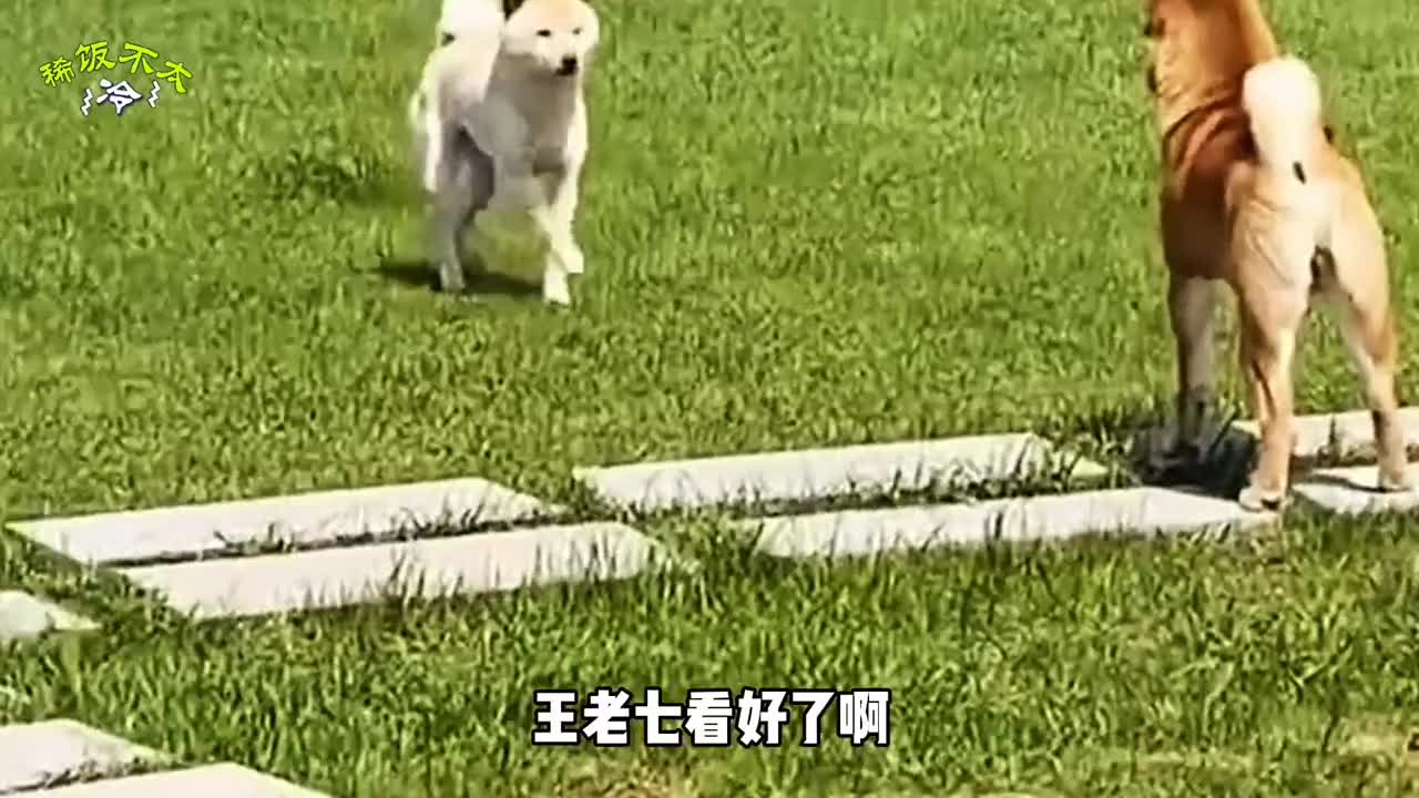 白车：撞了车还想跑，我给你把它抓回来了！