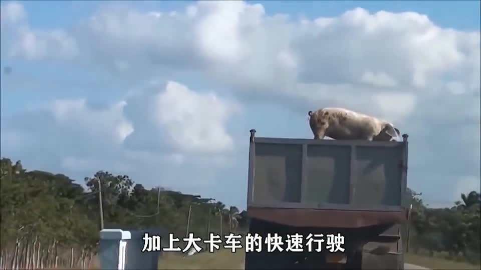 斤大肥猪，在卡车上上演“绝地求生”，结果让人感叹！
