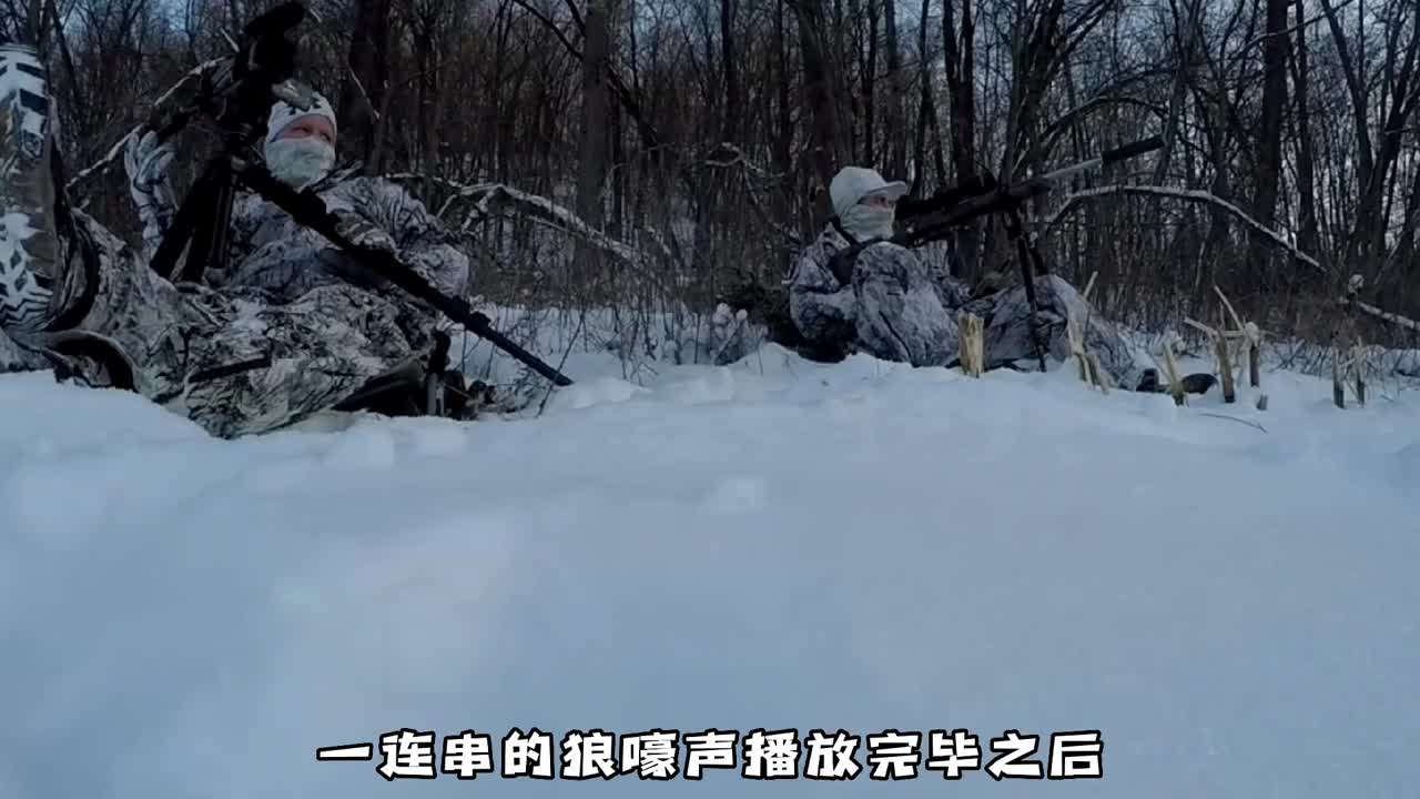 北美猎人将游戏中学到的老六精髓运用到打猎中，一举捕获四只灰狼