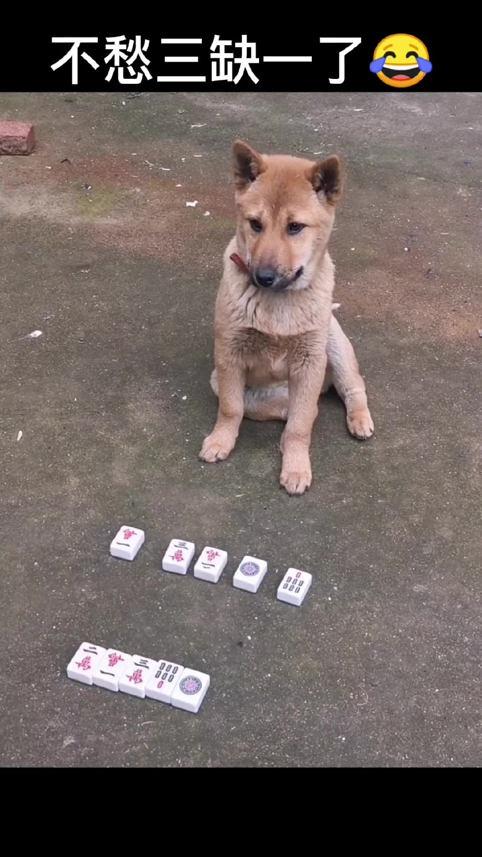 我不出门也可以玩麻将了