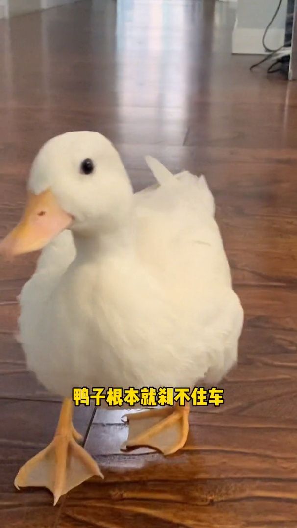我能做证 每次都是地板先动的手