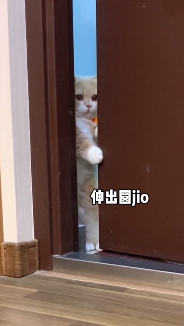 试图“萌”混过关