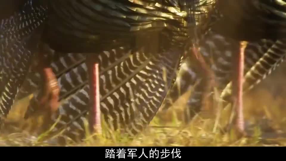 撩鸡团上线，大哥花前月下，小弟刀山火海