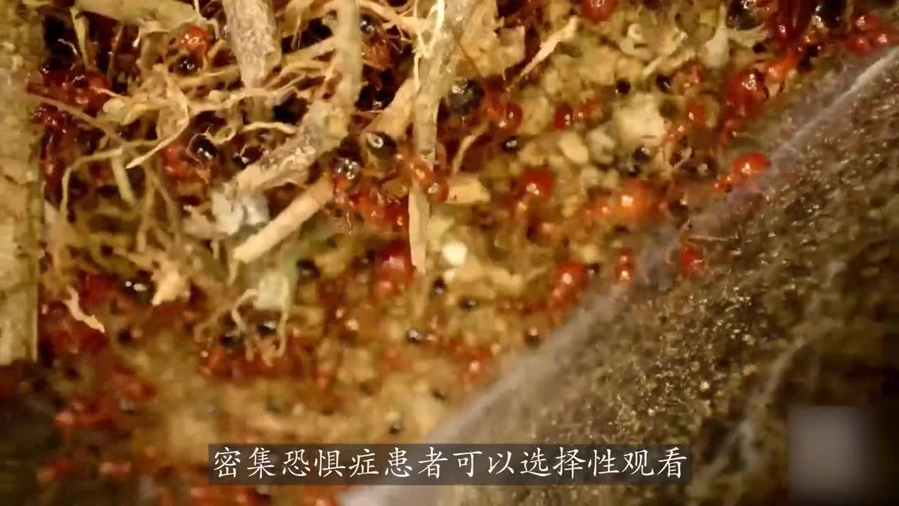 痛苦之王再出新花样儿，作死挑战毒蚂蚁，经历身体与心理双重折磨