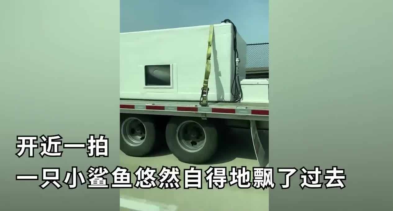 说起来你能不信：我在高速上被鲨鱼超车了