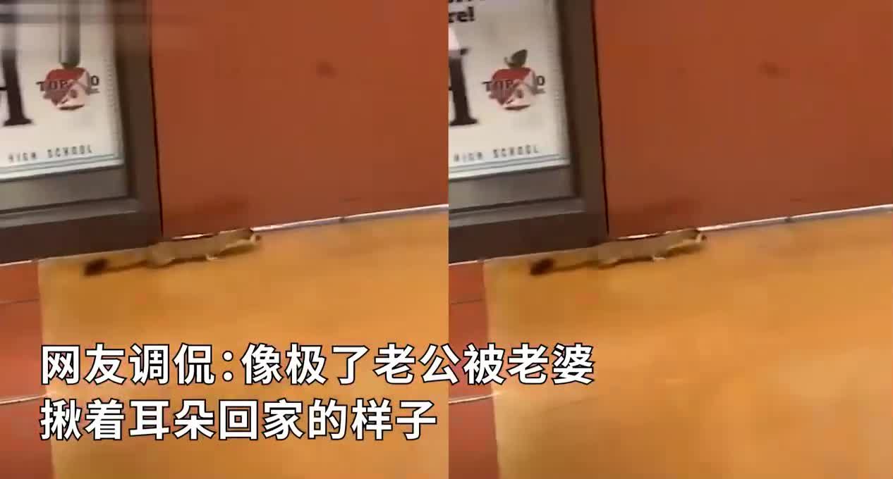 糟糕被逮到了！当一只白鼬撞见另一只白鼬：揪着耳朵就提溜走了