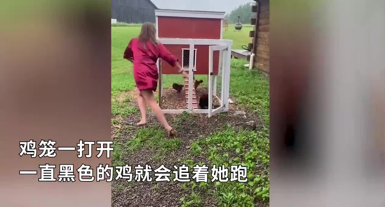 被鸡支配的恐惧：打开鸡笼后，小姐姐每天的运动量就完成了