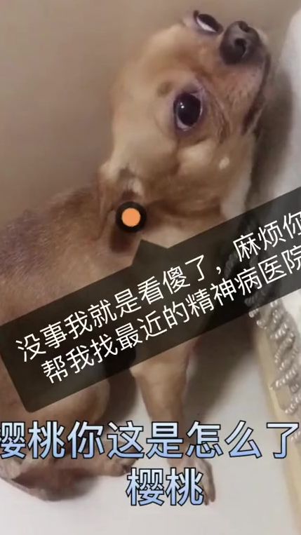 第二遍，希望会火系列