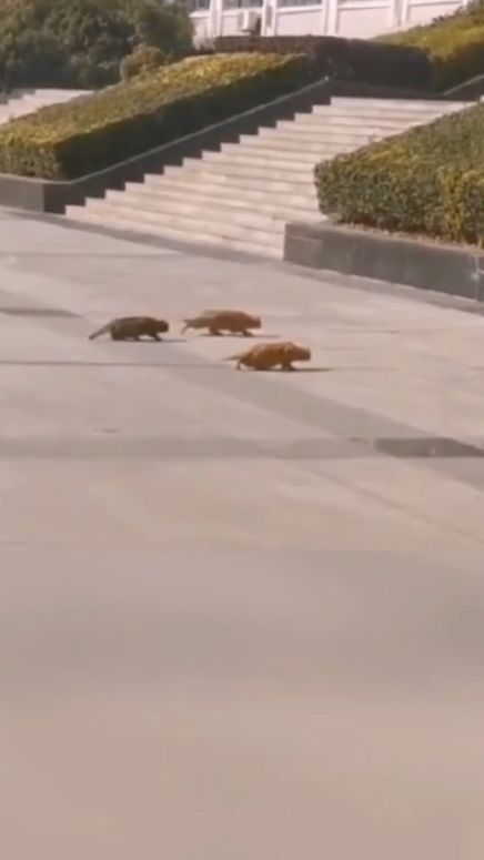 猫：不怕神一样的对手，就怕……那啥一样的队友！