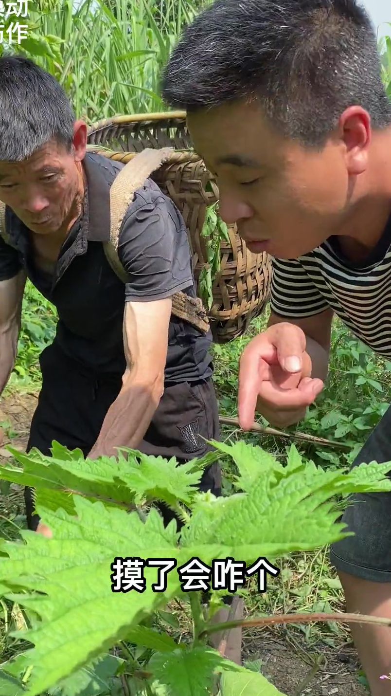 这是红活麻摸不得，这次晓得了不嘛