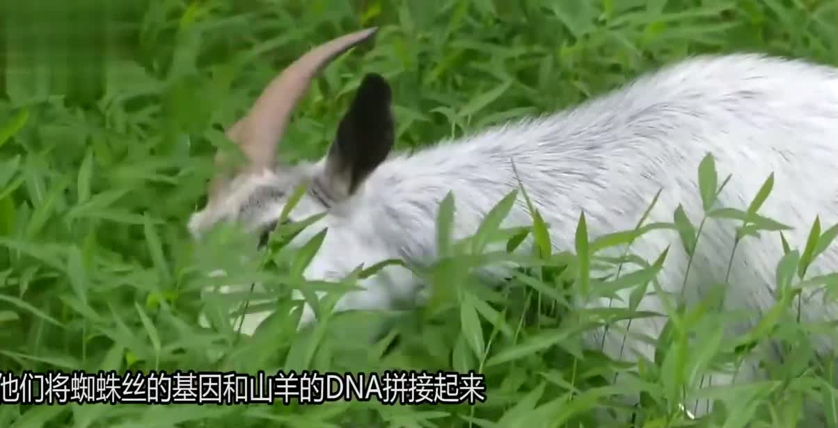 你的皮肤怎么才能防弹？为什么只需要添加一些蜘蛛丝？涨知识