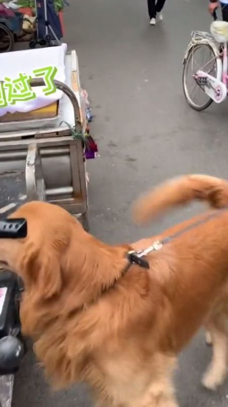 天天被拽着跑……累死我了