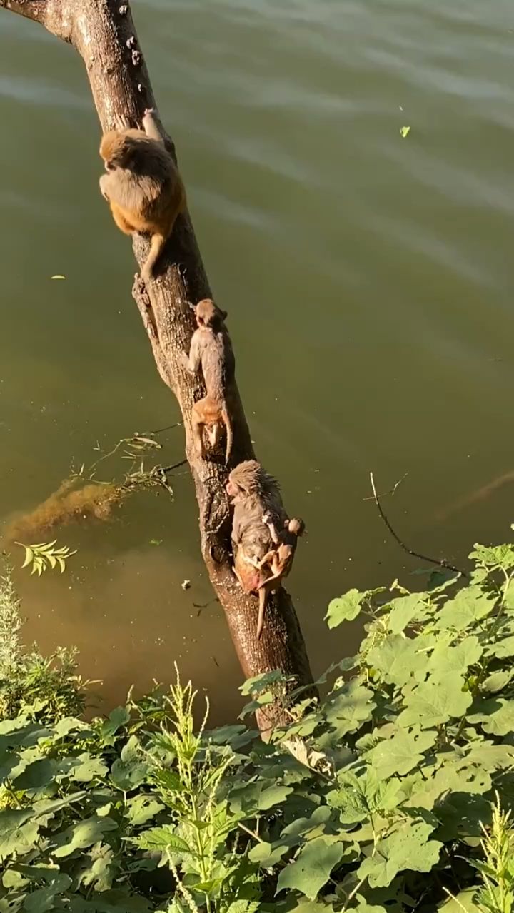 这组双猴跳能打几分