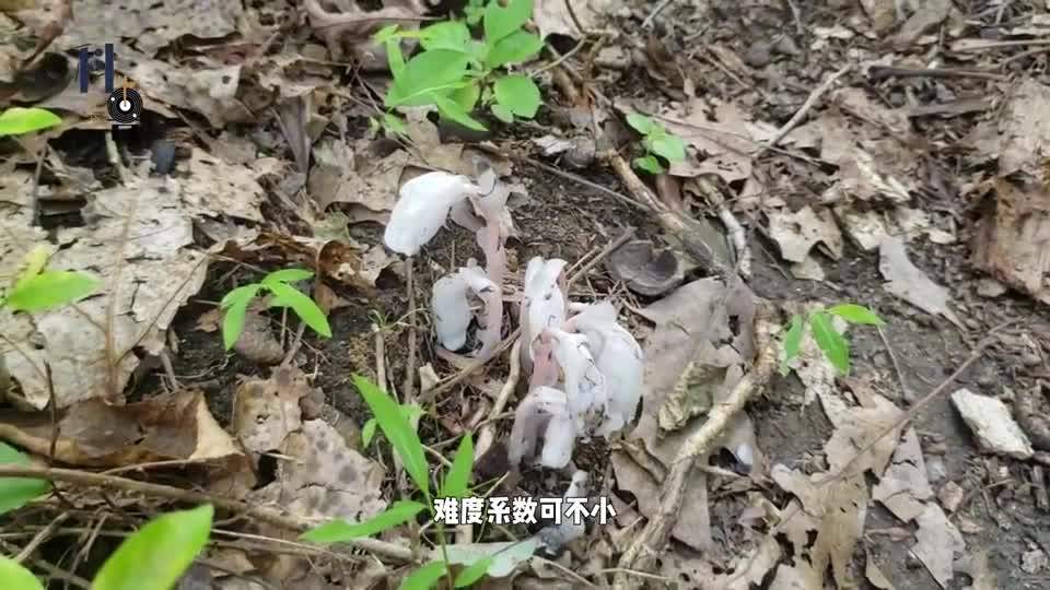 多地出现“冥界之花”，外观酷似蓝牙耳机，它的出现在预示什么