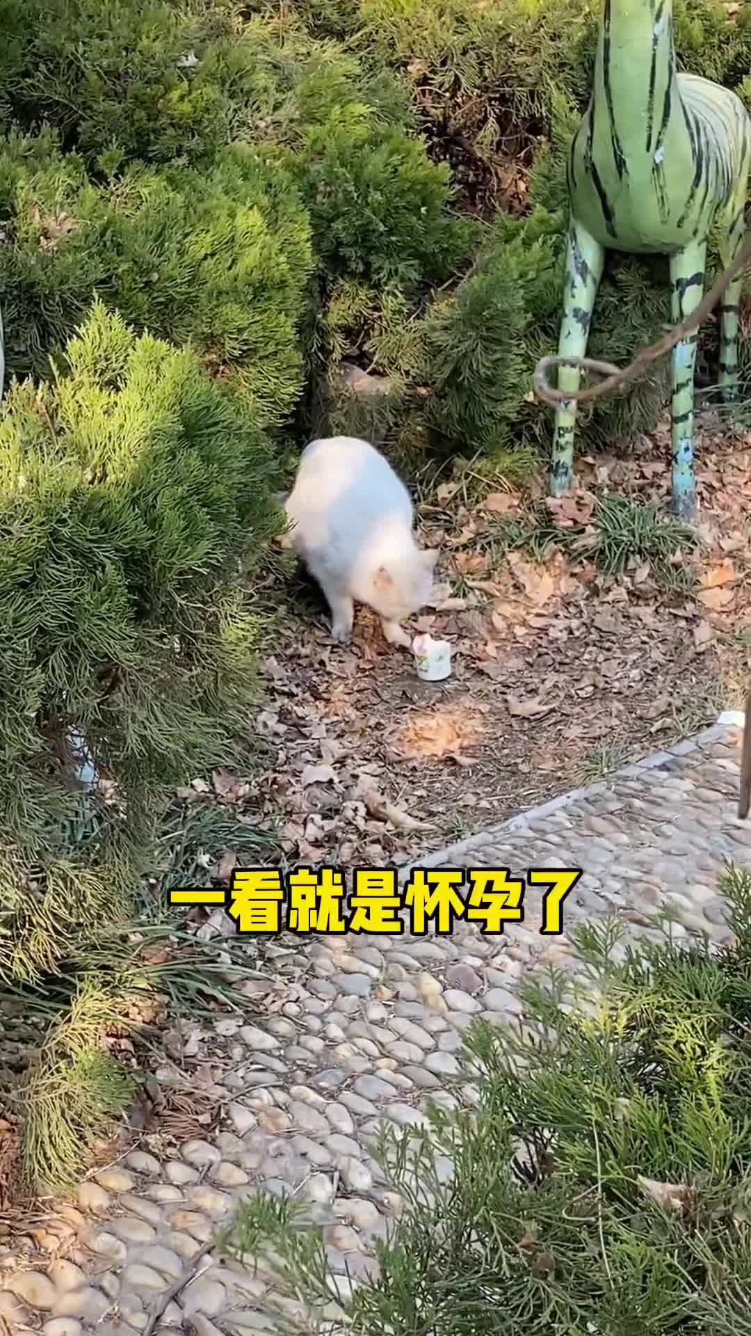 又去绑架小猫了，有了新装备，现在我们从绑匪团伙变成了专业绑匪团伙。感谢南京笑红尘救助团队的装备支持@笑红尘～戏局人生