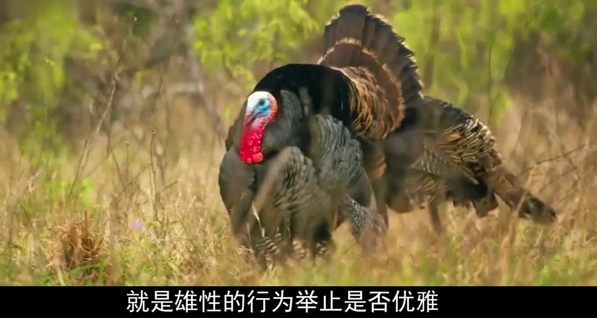 撩鸡团上线，大哥花前月下，小弟刀山火海
