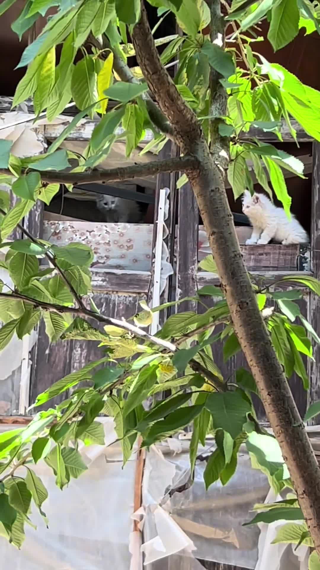 绑架挂墙上