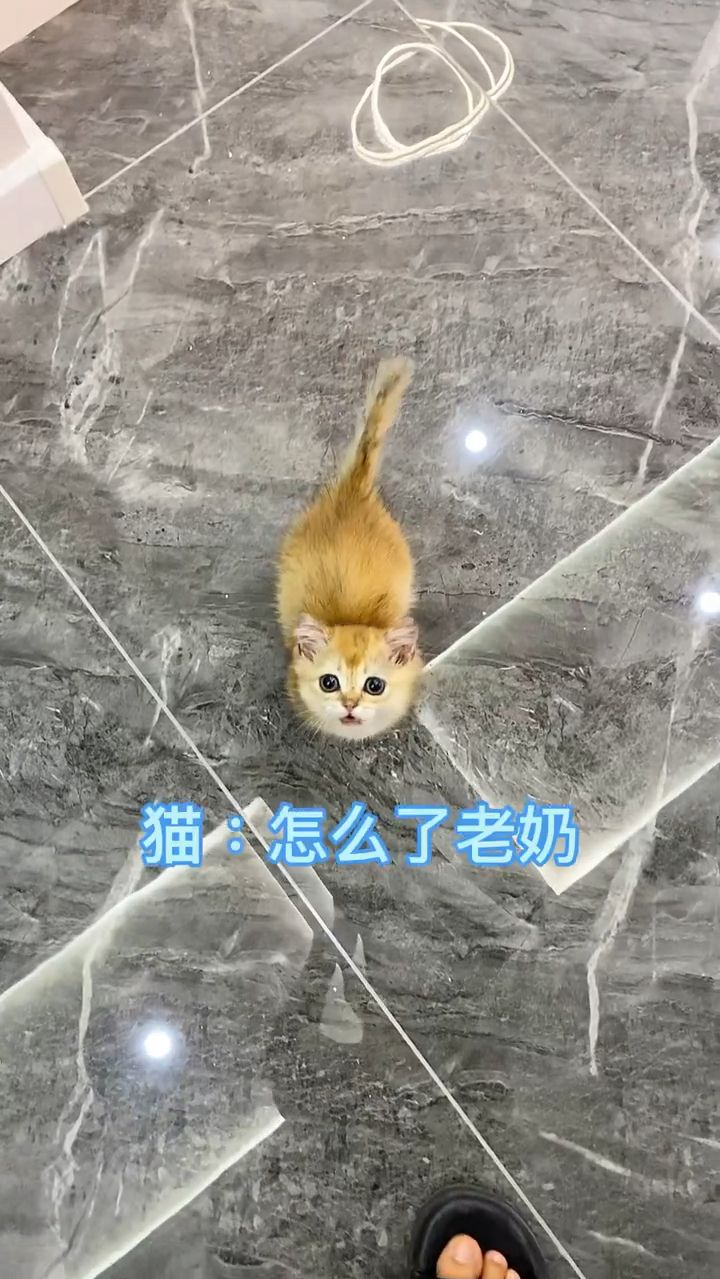 小小金以后要跟我全世界旅游